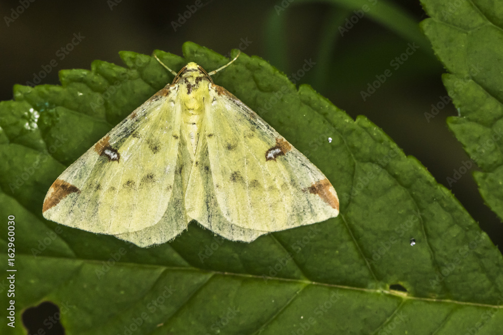 Gelbspanner (Opisthograptis luteolata) Gelbspanner (Opisthograptis luteolata)