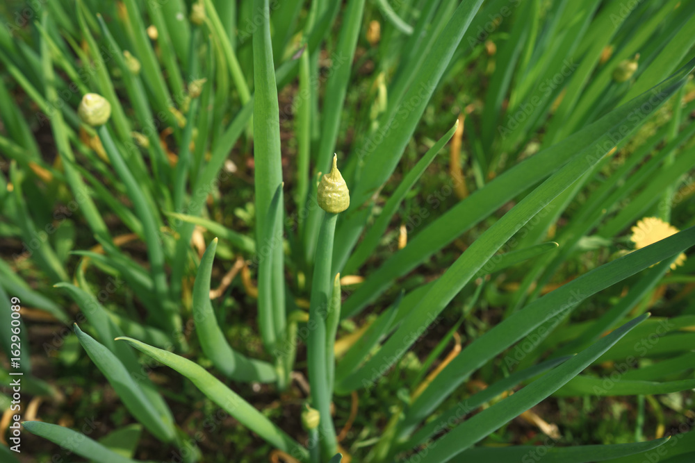 Green onion blooming in the garden close up Green onion blooming in the garden close up