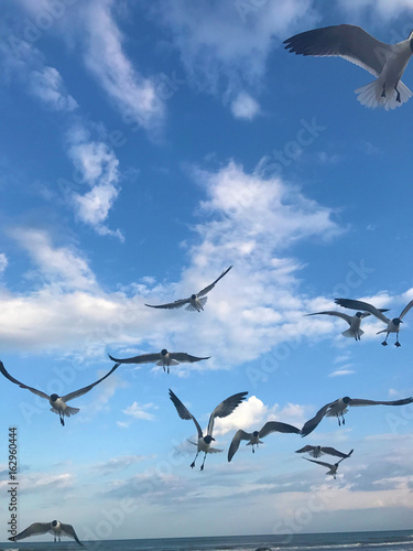 Seagulls Flying High