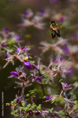 Sedona Bee © Eliyahu