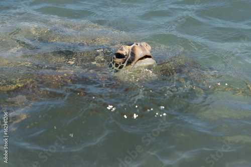Sea Turtle Says Hello