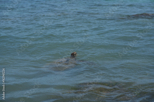 Sea Turtle Swims Out Into The Pacific