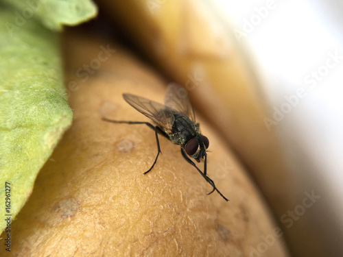 Graue Fleischfliege (Sarcophaga carnaria) photo