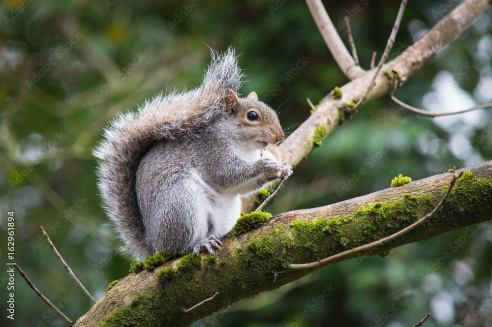 Fototapeta premium Grey squirrel on a branch eating bread