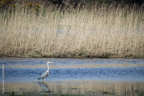 Grey heron wading in front of reed bed