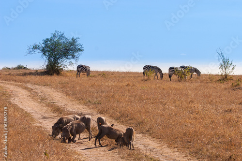 Common warthog (Phacochoerus africanus). Kenya. Africa.