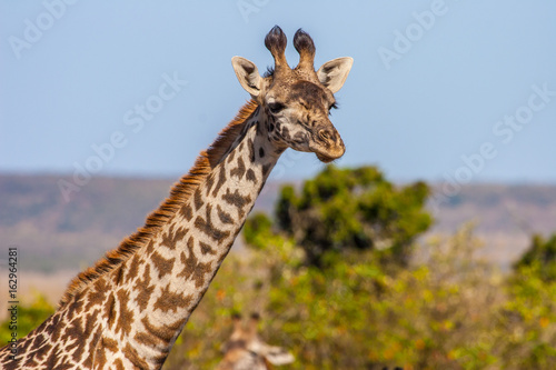 Giraffe. Africa Kenya. Giraffe looking into the camera.