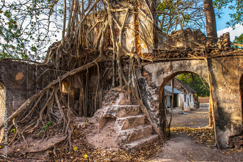 The tree has sprouted through a wall of the building. abandoned houses. Africa. Kenya.
