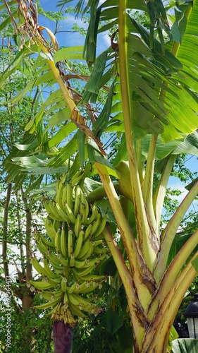 tropical fruit tree
