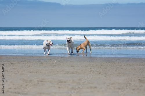 Dogs Playing Fetch in the Ocean on the Beach