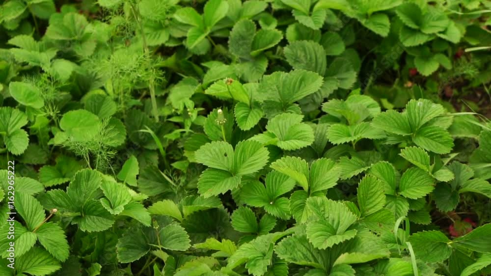 Part of the garden with garden strawberries. Part of the garden with garden strawberries.