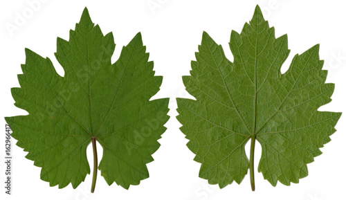 Grape leaf