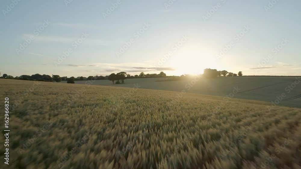 Sunset Over Golden Wheat Fields Sunset Over Golden Wheat Fields