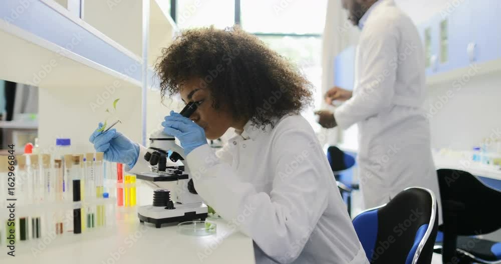 African American Scientist Looking Under Microscope On Plant Working In Genetics Laboratory Discuss Example Of Experiment Result With Colleague Slow Motion 60 African American Scientist Looking Under Microscope On Plant Working In Genetics Laboratory Discuss Example Of Experiment Result With Colleague Slow Motion 60
