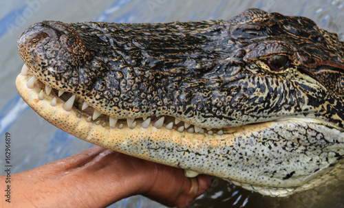 Alligator chin scratch