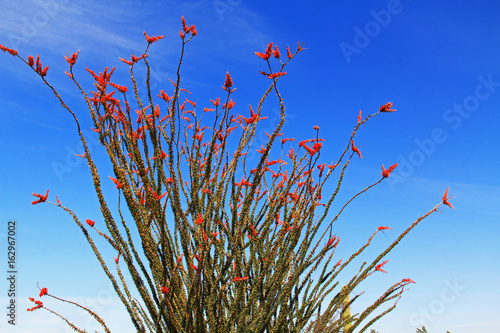 Large Ocotillo cactus with red blooms and blue sky copy space in Organ Pipe Cactus National Monument in Ajo, Arizona, USA which is a short drive west of Tucson. photo