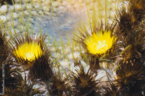 close up of Echinocactus grusonii cactus, Lanzarote photo