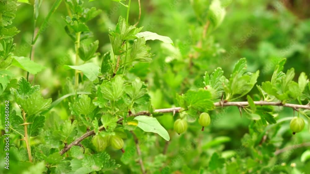 A bush of gooseberry with green berries. A bush of gooseberry with green berries.