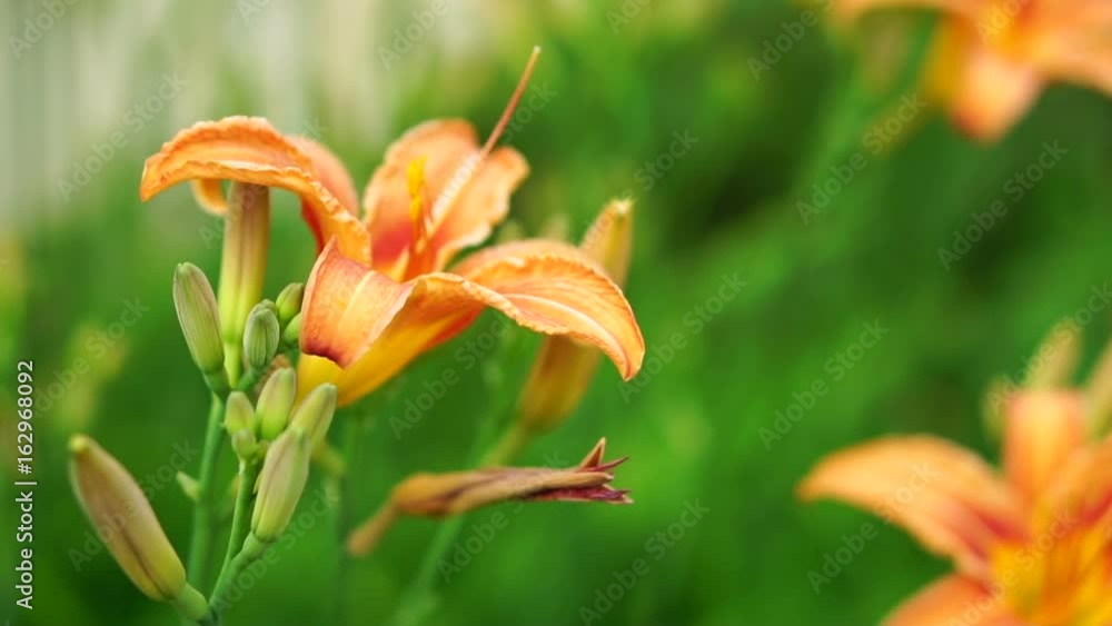 The flower of an orange daylily is swaying in the wind. Slow motion The flower of an orange daylily is swaying in the wind. Slow motion
