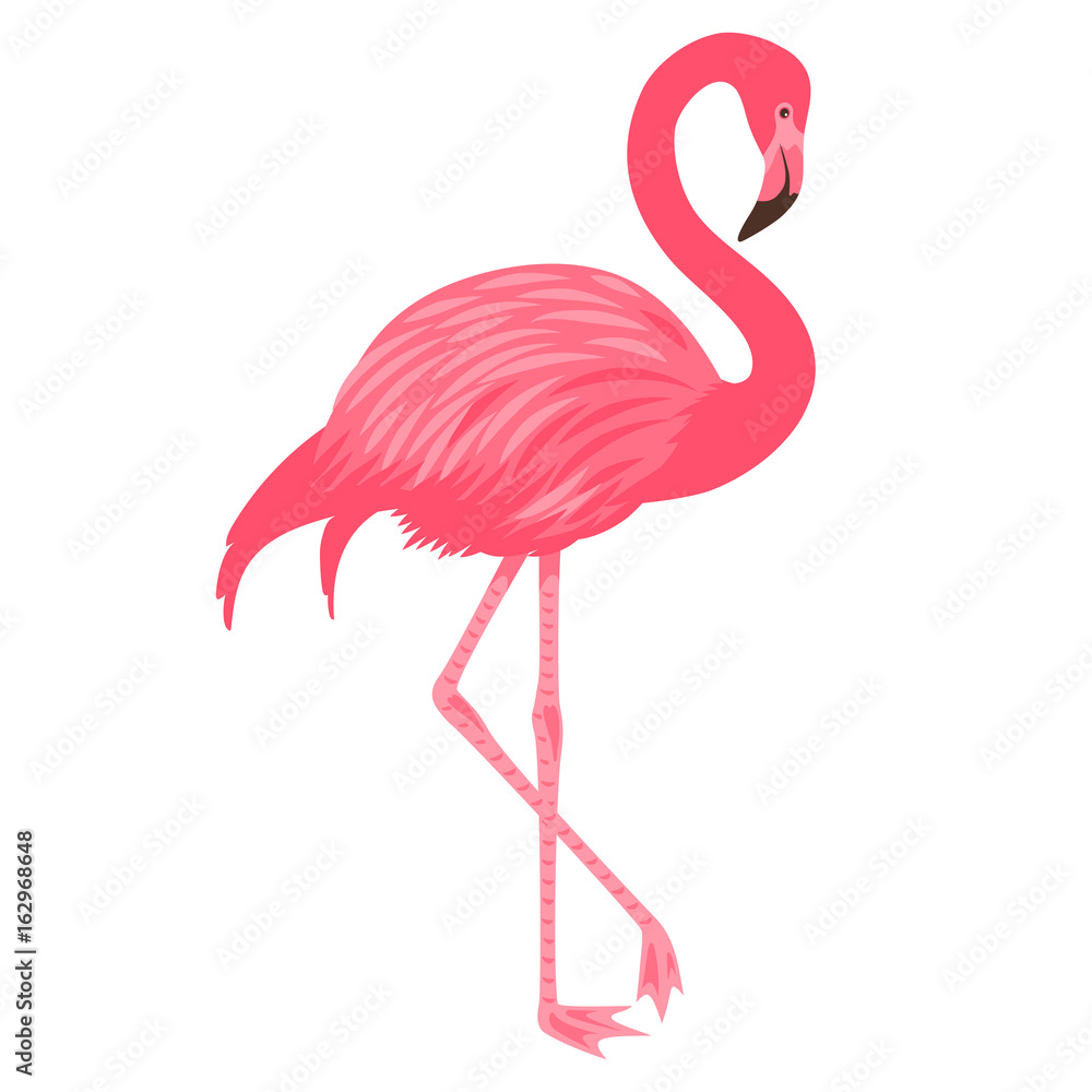 Fototapeta Flamingo isolated on the white background.