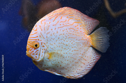 Bright freshwater Symphysodon discus, amazon river fish. photo