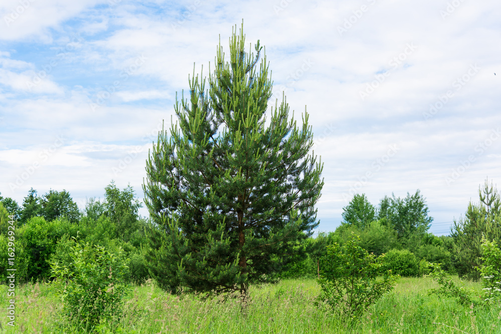 Obraz premium prairie landscape and sky