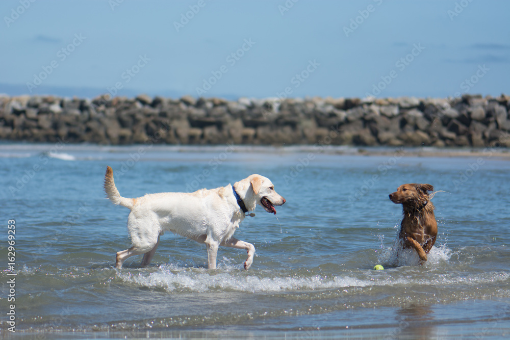 Dogs Playing with Ball in Ocean at Beach Dogs Playing with Ball in Ocean at Beach