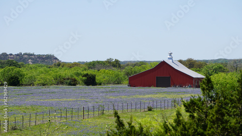 Old Red Barn in Field of Bluebonnets