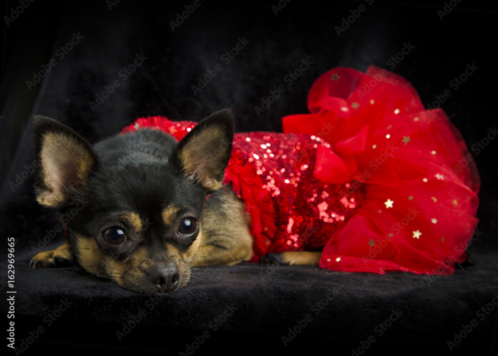 Φωτογραφία Black and tan chihuahua laying down in a red sequined show girl dress