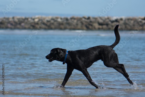 Black Labrador Playing in Ocean at Beach