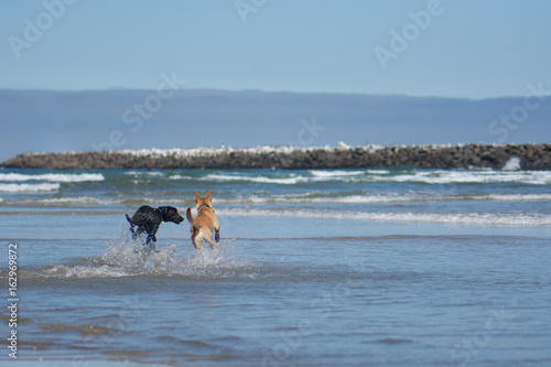 Dogs Chasing Ball into Ocean at Beach