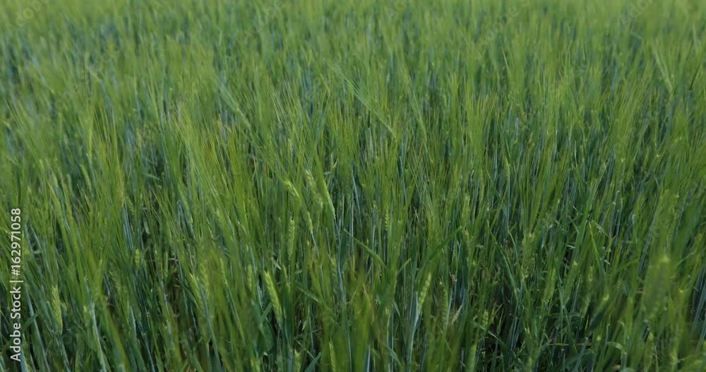 Green barley in the breeze and sunny sky Green barley in the breeze and sunny sky