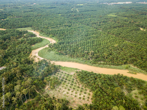 Aerial View - Palm Oil Trees. Winding river. Agriculture concept.