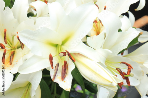 Big white lilies