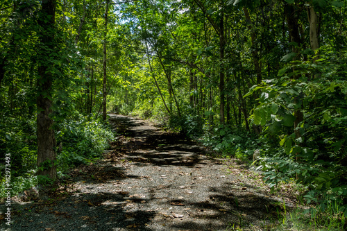 Dust road to the forest