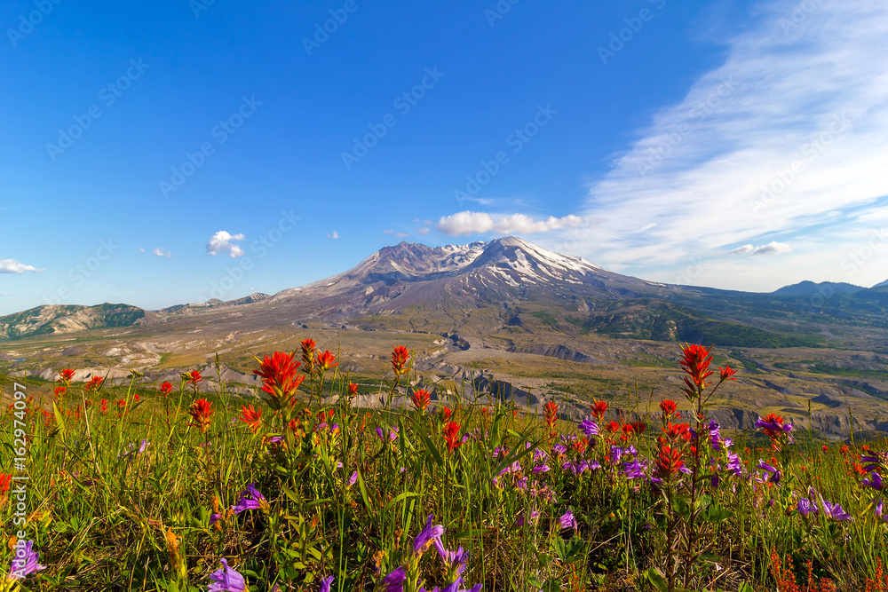Wildflowers at Mount Saint Helens