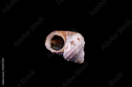 Sea shell on a black background