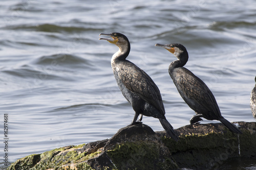 Two great cormorants sitting on rocks on Lake Victoria
