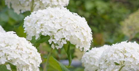 Leinwandbilder Hortensie Weiße Hortensie in voller Blüte  © Antiqva