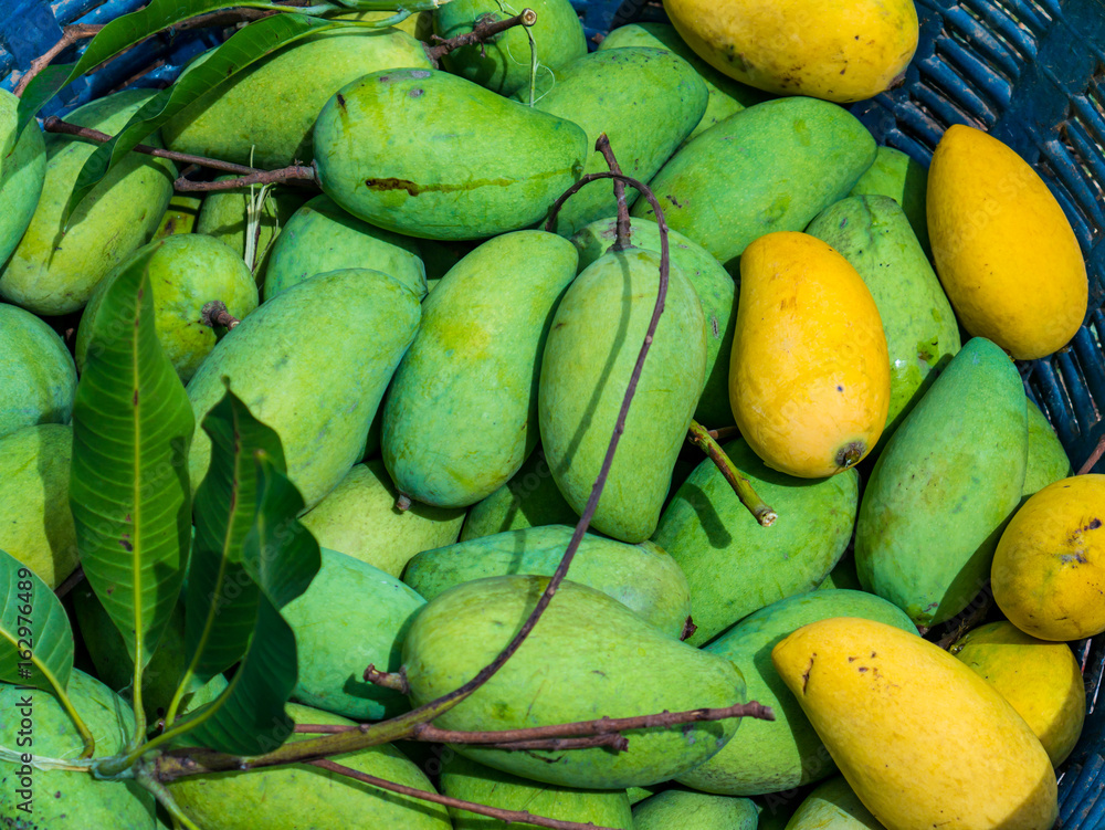 Unripe mango in organic farm