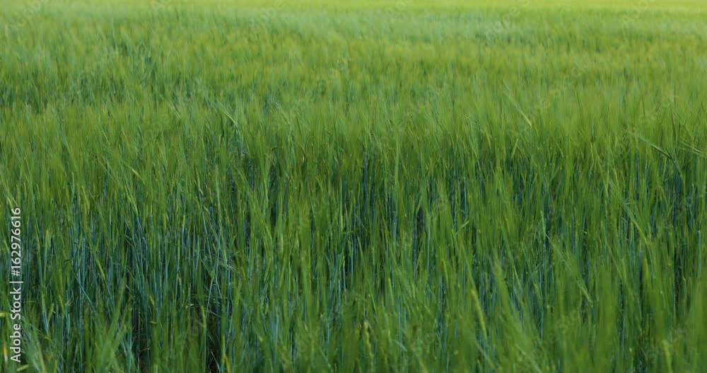 Wheat Field Waves Moved by Summer Wind Pan Nature Background Wheat Field Waves Moved by Summer Wind Pan Nature Background