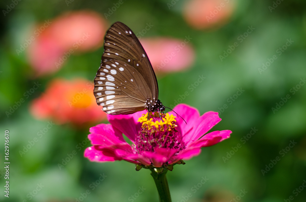 Euploea core, the common crow, is a common butterfly found in South Asia and Australia Euploea core, the common crow, is a common butterfly found in South Asia and Australia