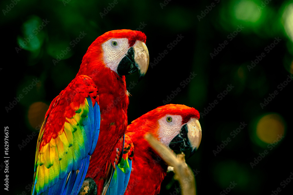 South American scarlet macaws (Ara macao) 
