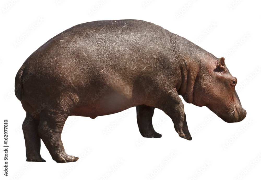 Obraz premium Hippo isolated on white background