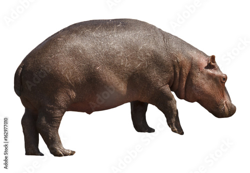 Hippo isolated on white background