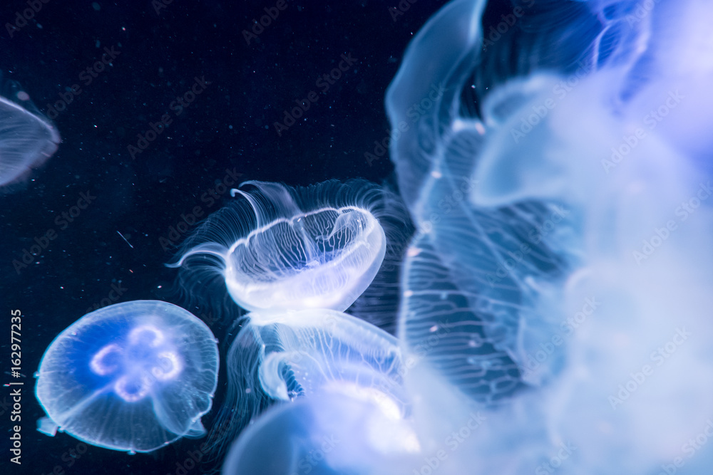 Obraz premium Moon jelly fish in aquarium