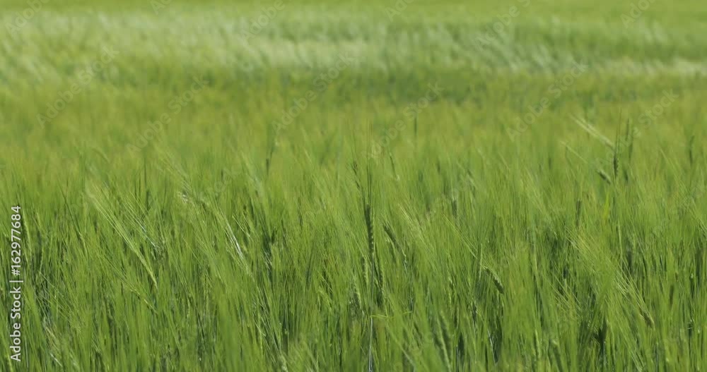 Wheat Field Waves Moved by Summer Wind Pan Nature Background Wheat Field Waves Moved by Summer Wind Pan Nature Background