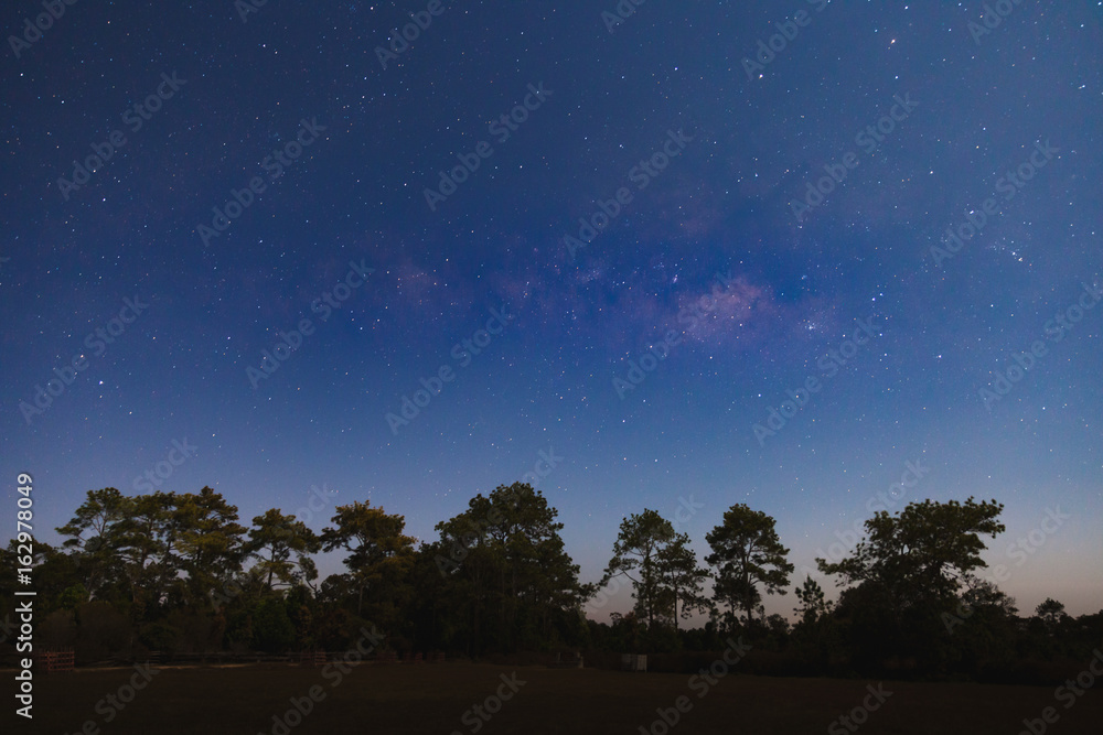 Naklejka premium Dark blue sky with many stars over the pine trees in the forest.