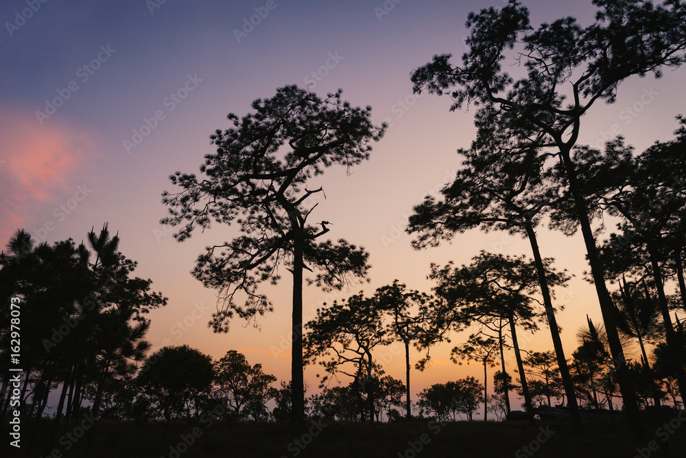 The twilight scene with Pine forest in Phu Kradueng National Park, Thailand.