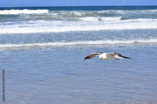 Torrey Pines Beach Seagull